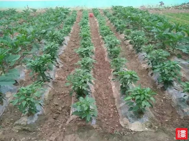 HV2642ZQoA66L2af.jpg