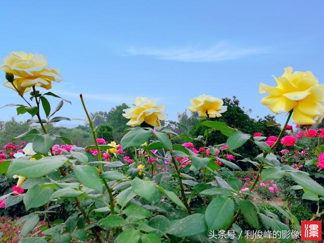 c2Mb92A33bX35115.jpg